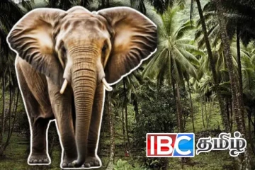 காட்டு யானைகள் அட்டகாசம் - நடவடிக்கை எடுக்குமாறு மக்கள் கோரிக்கை