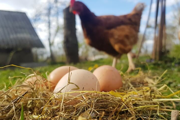 முட்டைத் தொழில் முடங்கும் அபாயம்! | Egg Industry Is In Danger Of Being Paralyzed