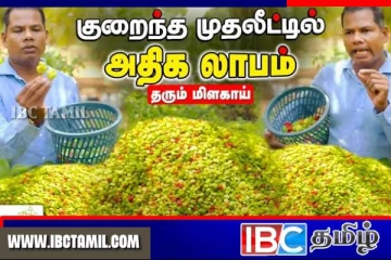 றீ(ச்)ஷாவில் குடை மிளகாய் செய்கை அமோகம்