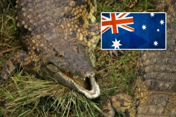 முதலை தாக்குதல்...அவுஸ்திரேலியாவில் காணாமல் போன குழந்தை! சோகத்தில் குடும்பம்