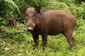 இறைச்சி ஒப்படைக்காத பொலிஸ் உத்தியோகத்தர் பணி இடைநீக்கம்