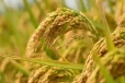 சிறுபோக நெல் கொள்முதல் தீவிரம் ; 5,390 மெட்ரிக் தொன் நெல் கொள்வனவு