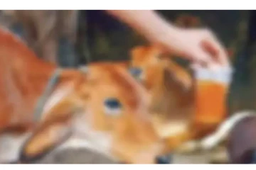 மருமகளை கோமியம் குடிக்கச் சொல்லி சித்திரவதை செய்த கணவன், மாமியார் - அதிரடி தீர்ப்பு வழங்கிய நீதிமன்றம்