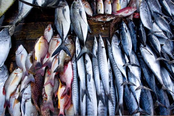 மீன் விலை தொடர்பில் வெளியான தகவல்! | Increse Price Of Fish In Sri Lanka