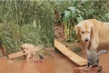 பூனைக்குட்டியை காப்பாற்ற நாய் செய்த தரமான செயல்! டிரெண்டிங் வீடியோ