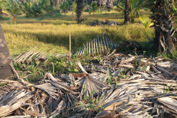 முல்லைத்தீவில் விஷமிகளால் வயல்வெளிக்கு தீமூட்டப்பட்டுள்ளமை தொடர்பில் முறைப்பாடு (photos) | Complaint Regarding Field Firing Mullaitivi