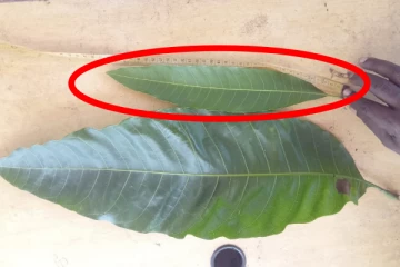 யாழில் அதிசய மா இலை! இவ்வளவு நீளமா?