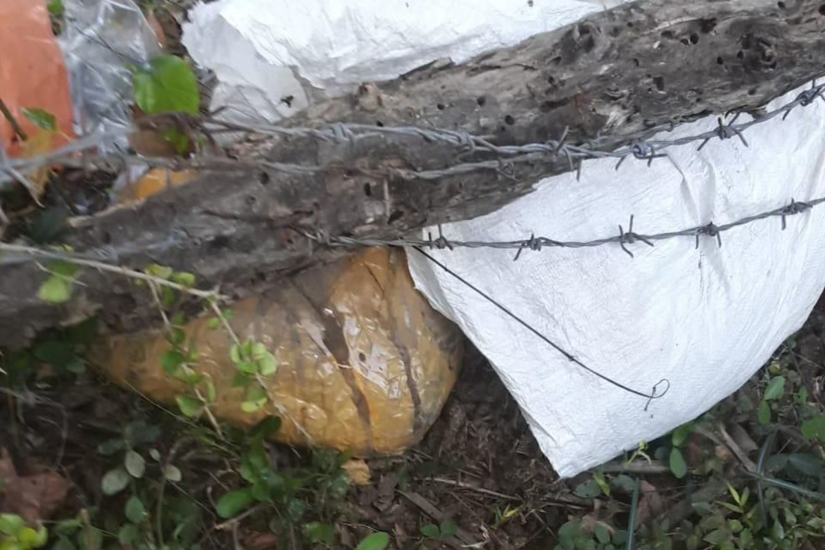 யாழில் காவல் நிலையம் ஒன்றின் பின்காணிக்குள் இருந்து மீட்கப்பட்ட கஞ்சா | Cannabis Recovered Back Police Station In Jaffna