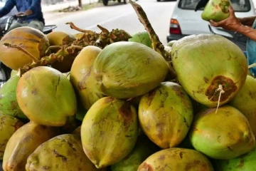கோணேஸ்வரர் ஆலய வளாகத்தில் இளநீருடன் கசிப்பு விற்பனை!