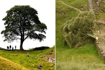 பிரித்தானியாவில் அதிக முறை புகைப்படம் எடுக்கப்பட்ட புகழ்பெற்ற மரம் வெட்டி சாய்ப்பு: 16 வயது சிறுவன் கைது
