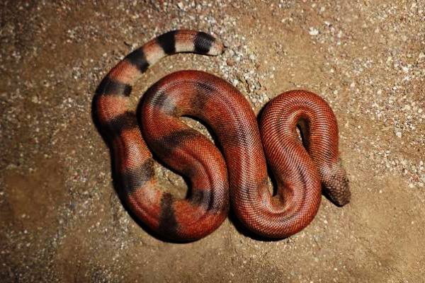 இந்தியாவில் தொடருந்தில் கடத்தப்பட்ட அரிய வகை பாம்பு...! கோடிக்கணக்கில் பெறுமதி | Bihar Red Sand Boa Seizure Gaya Operation Wilep