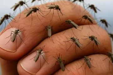 வாரத்திற்கு 190 மில்லியன் கொசுக்களை உற்பத்தி செய்யும் தொழிற்சாலை - பின்னணி என்ன?