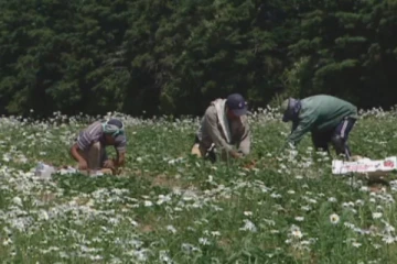 கனடாவில் குற்றவாளியைக் கண்டுபிடிக்கும் முயற்சியில் புலம்பெயர்ந்தோர் மீது நடத்தப்பட்ட மனித உரிமை மீறல்
