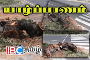 யாழில் விபத்து இடம்பெறும் என வெட்டப்பட்ட பழமையான மரம் - வீதியில் போட்டுச் சென்ற அதிகாரிகள்