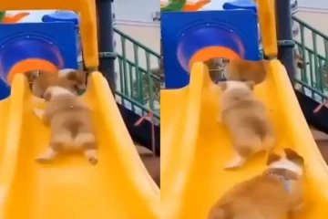 பார்க்கில் உற்சாகமாக சறுக்கி விளையாடும் நாய்க்குட்டிகள்....என்ன ஒரு அழகு!