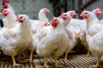 கோழி இறைச்சியின் விலை உச்சத்தை தொடுமா?