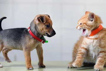 සුරතල් සතුන් සම්බන්ධයෙන් හදිසියේ සිදු වූ දේ...විශේෂයෙන් බල්ලන් සහ බළලුන්.