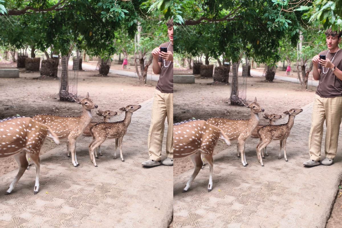 சுற்றுலா பயணிகளை கவரும் திருகோணமலை மான்கள்! | Trincomalee Deer Attract Tourists