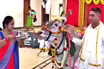 பசுவிற்கு வளைகாப்பு நடத்தி விருந்து கொடுத்த தொழிலதிபர்