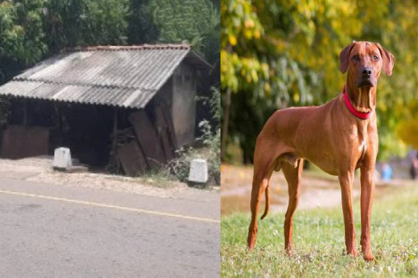 யாழில் சடலமாக மீட்கப்பட்ட மூதாட்டி: அடித்துக் கொலை செய்யப்பட்டரா? அதிர்ச்சி தகவல் | Old Woman Found Dead In Jaffna Was He Murdered