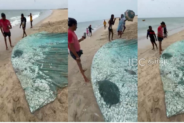தனுஷ்கோடி வலையில் சிக்கிய அரிய வகை கடல் ஆமை | Rare Sea Turtle Rescued In Dhanushkodi