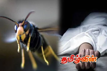 நானுஓயாவில் குளவிக் கொட்டுக்கு இலக்காகி வயோதிபப் பெண் உயிரிழப்பு