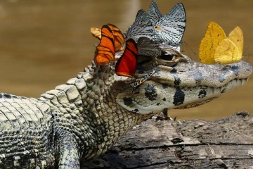 සමනලයන් දිරාපත් වන ආහාර සහ මළකුණු වල වහන්නේ ඇයි?