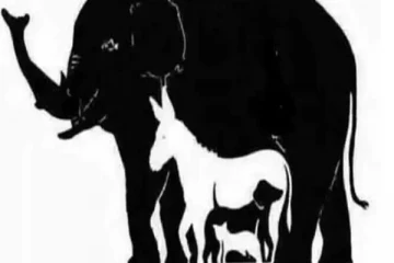 இதில் மொத்தம் எத்தனை விலங்குகள் இருக்கிறது தெரியுமா? இத்தனையா...?