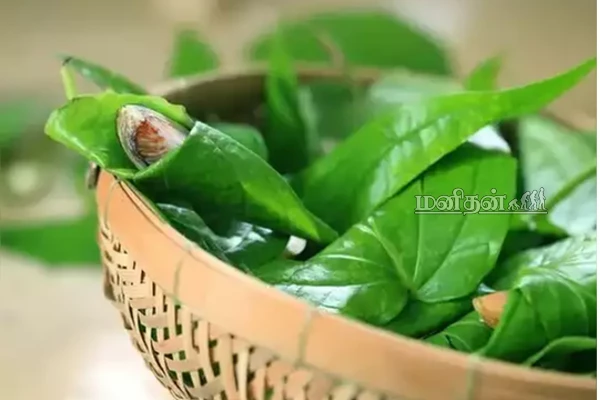 ஒரே ஒரு வெற்றிலையில் இவ்வளவு மருத்துவமா? இனி தினமும் சாப்பிடுங்க! | Vetrilai Benefits