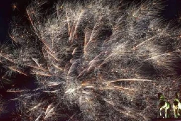 புத்தாண்டை முதலாவதாக வரவேற்ற பசிபிக் தேசம்