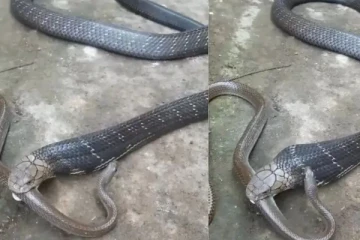 பாம்பை துடிக்க துடிக்க வேட்டையாடும் ராஜநாகம்! இணையத்தை அதிர வைத்த காட்சி