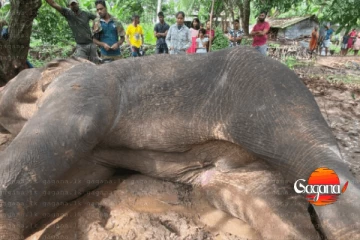 මිහින්තලේ අලි ඝාතනයට සම්බන්ධ සියලු දෙනාට දඬුවම් දෙන්න - සජිත්