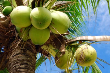 தேங்காய் திருட சென்ற இளைஞன் மிது துப்பாக்கிச்சூடு