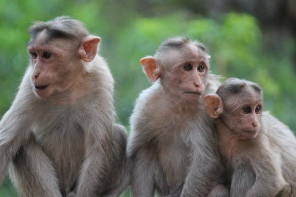 கைக்குழந்தையை தந்தையிடம் பறித்து 3வது மாடியில் இருந்து வீசிய குரங்குகள்! | Monkeys Threw A 4 Month Baby Away From 3Rd Floor