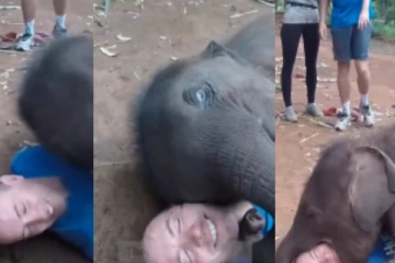 Wow... சுற்றுலாப் பயணியுடன் கொஞ்சி விளையாடிய குட்டி யானை - வைரலாகும் வீடியோ