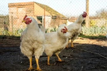 இலவச கோழிகள் வழங்கும் பிரெஞ்சு நகரம்: எதற்காக தெரியுமா?