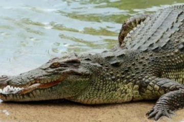 மக்கள் வாழும் பகுதிக்குள் முதலை நடமாட்டம்