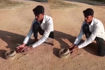 Viral Video: நடிகரையும் மிஞ்சிய பாம்பின் நடிப்பு... நபர் என்ன செய்தார்னு தெரியுமா?