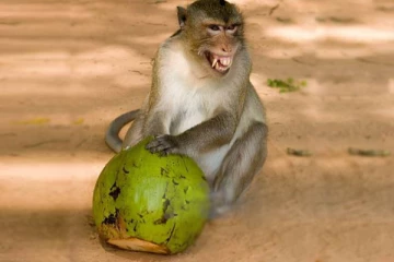 இலங்கையில் குரங்குகளால் 100 மில்லியன் தேங்காய்கள் நாசம்