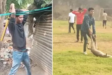 கொடூர செயல்: கருவுற்ற நாயை அடித்துக்கொன்ற கல்லூரி மாணவர்கள்!