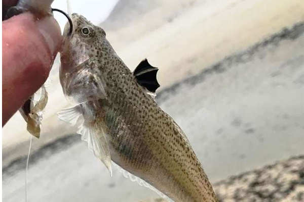 மீன் வடிவில் காத்திருக்கும் பேராபத்து! மண்ணில் பதுங்கி இருக்கும் அதிர்ச்சி | This Sea Creature Camouflages Itself In Sand