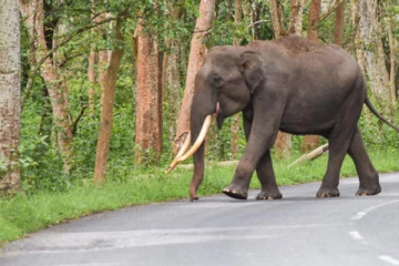 யானை தாக்கி பெண் உயிரிழப்பு