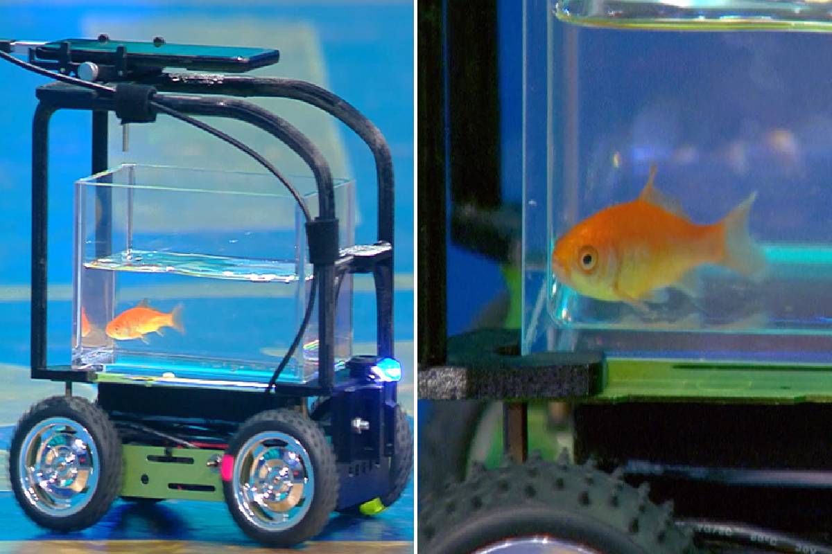 வாகனம் ஓட்டிய தங்கமீன் ; கின்னஸில் புதிய மைல்கல் | Amazing Feat Goldfish Driving A Special Vehicle