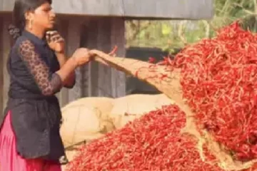 இந்திய மிளகாய் ஏற்றுமதியாளர்களுக்கு 300 கோடி ரூபாய் பாக்கி வைத்த இலங்கை