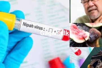 හැමෝම බයවෙන හැමෝම කතාවෙන “නීපා” වෛරසය (Nipah virus) කියන්නේ මොකක්ද ... මෙන්න කවෘත් නොදන්න විස්තර...