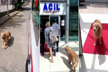 உரிமையாளரை அழைத்து சென்ற ஆம்புலன்ஸ் பின்னே வைத்தியசாலை வரை சென்ற செல்லப்பிராணி!