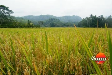 වී නිෂ්පාදනය 11.7%කින් ඉහළට