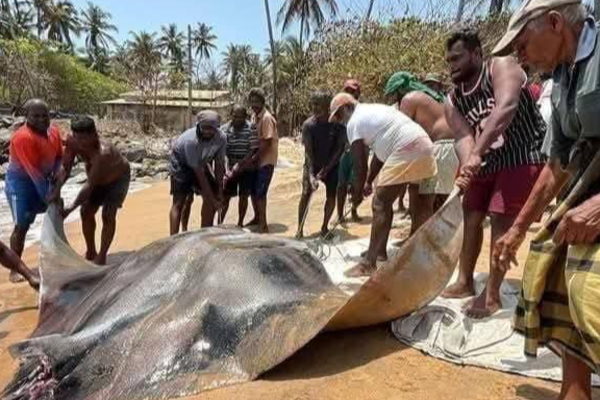 மீனவர்களிடம் சிக்கிய இராட்சத திருக்கை! | Giant Eel Caught By Fishermen Puttalam