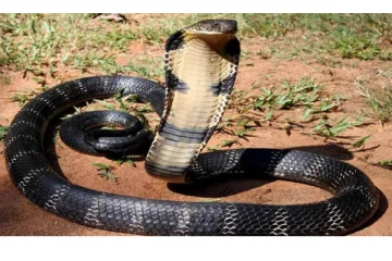 4 மாதங்கள் வரை உணவின்றி தூங்கும் பாம்புகள் - காரணத்தை கேட்டா ஆச்சரியப்படுவீங்க!