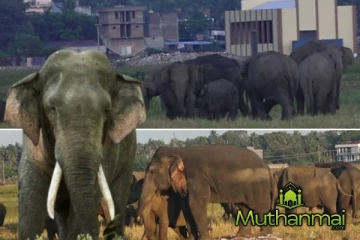 மாவடிப்பள்ளியில் அதிகரித்துள்ள நூற்றுக்கும் மேற்பட்ட யானைகளின் நடமாட்டம்! குவியும் மக்கள்